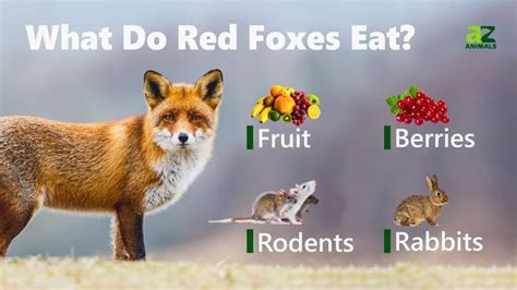 What do foxes eat?