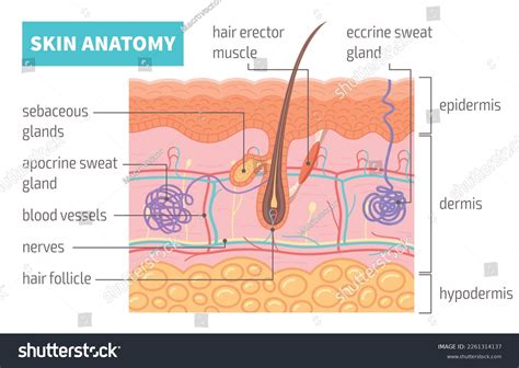 78,087 Skin Anatomy Images, Stock Photos, 3D objects, & Vectors | Shutterstock