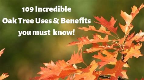 109 Incredible Oak Trees Uses & Benefits You Must Know | destinedto.com