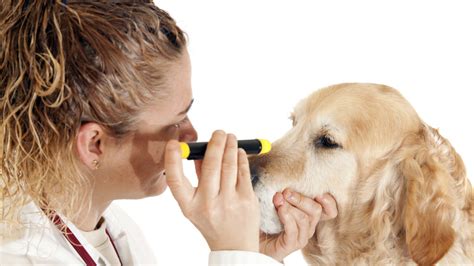 Dog Eye Infections: Symptoms, Causes & Treatment – American Kennel Club