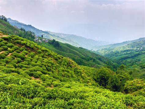 Ultimate Guide for Happy Valley Tea Estate, Darjeeling