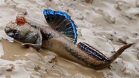 West African Mudskipper (Periophthalmus barbarus) | Tropical Fish Keeping