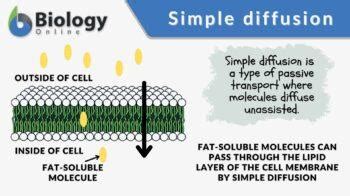 Simple Diffusion - Definition and Examples - Biology Online Dictionary