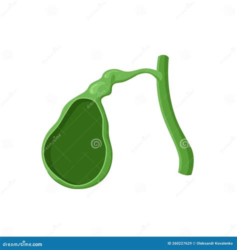 Normal Gallbladder Anatomy. Structure of the Gallbladder and Its Cavity ...