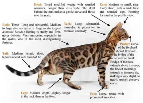 Frequent questions about Bengal cats | catterybengal