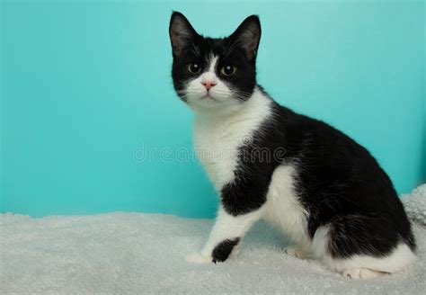 Black and White Cat with Yellow Eyes Sitting Down Stock Photo - Image of pretty, funny: 266534742