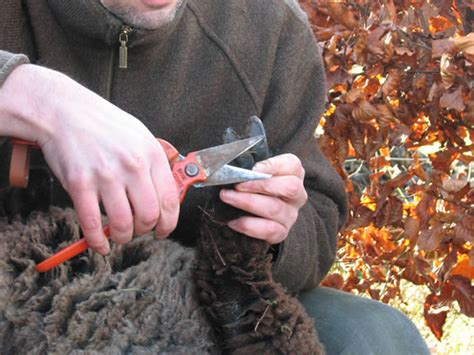 Feet and foot trimming - The Accidental Smallholder