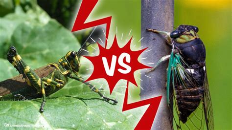 Cicada vs. Locust