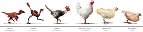 NNN / Evolution of the Chicken | Evolution, Book worth reading, Chicken