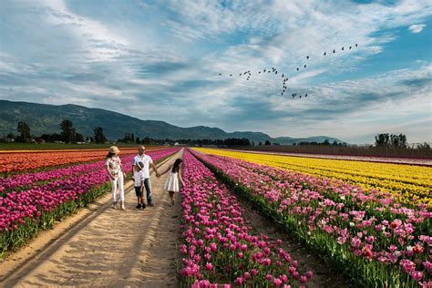 The Chilliwack Tulip Festival Is Now Open (PHOTOS)