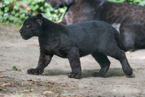 wild Cat, Wildlife, Panther, Black Panther, Baby Animals, Cubs Wallpapers HD / Desktop and ...