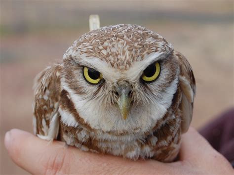 Burrowing Owls Find Unique Nests at Camp Umatilla - My Oregon News