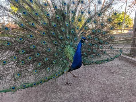 Peacock portrait in the zoo 22467290 Stock Photo at Vecteezy