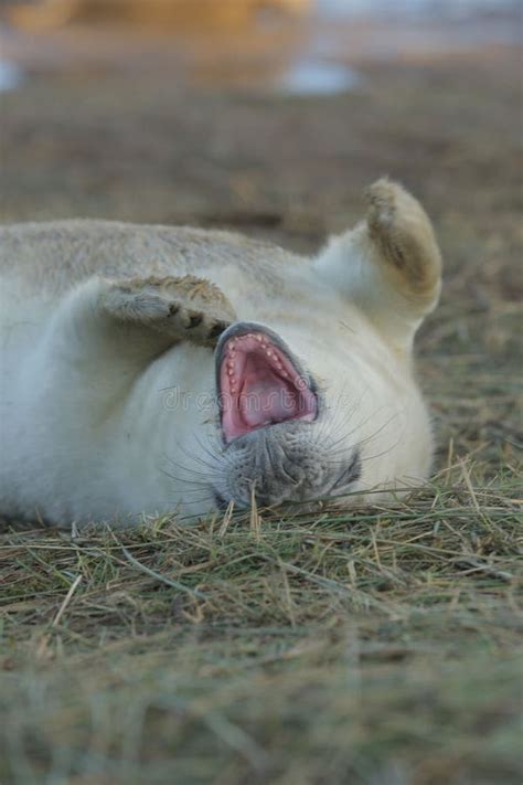 Funny Seal Laying on Ground and Yawning Stock Image - Image of ground ...