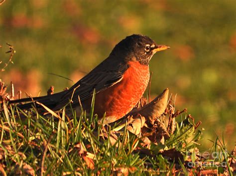 American Robin In Winter Photograph by Sheila Lee - Fine Art America