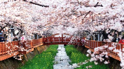 Seoul Cherry Blossom Festival 2024 - Seana Courtney