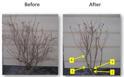 Pruning Blueberries | Southern Region Small Fruit Consortium