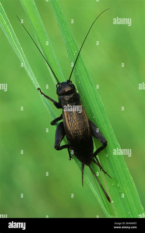 Field Cricket (Gryllus species) resting on blades of grass, Eastern ...