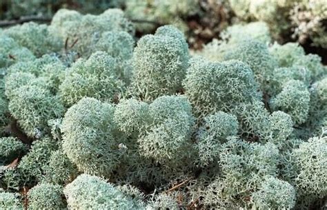 Live Reindeer Lichen Cladonia Rangiferina Perfect for Crafts, Art ...