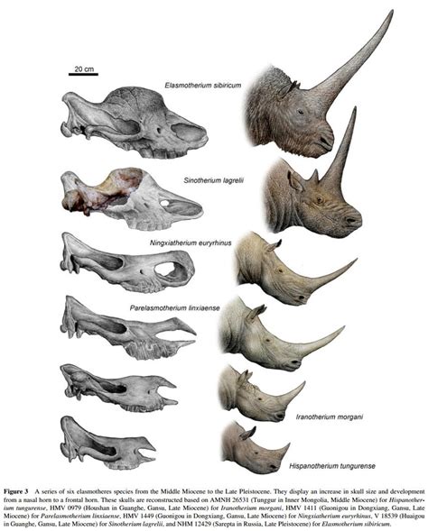 Species New to Science: [PaleoMammalogy • 2012] A Bizarre tandem-horned ...