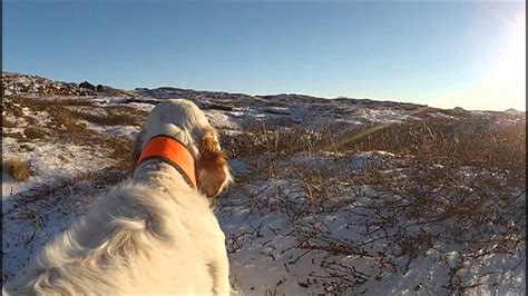 English setter hunting - YouTube