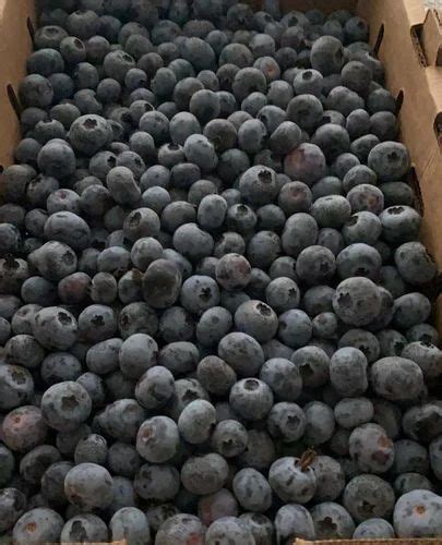 A Grade Fresh Blueberry, Packaging Type: Carton, Packaging Size: 2 at ...