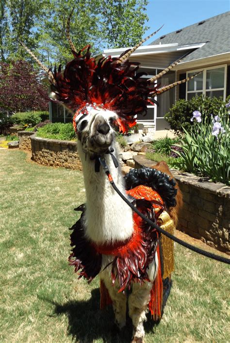 Llama Twist is modeling a costume that I made to be worn at a llama ...