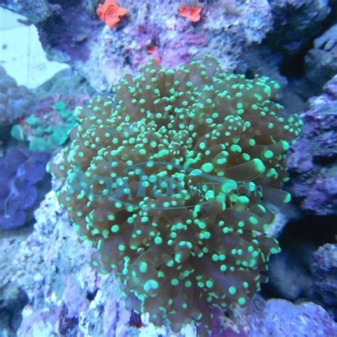 AquaFishViet: Frogspawn Coral