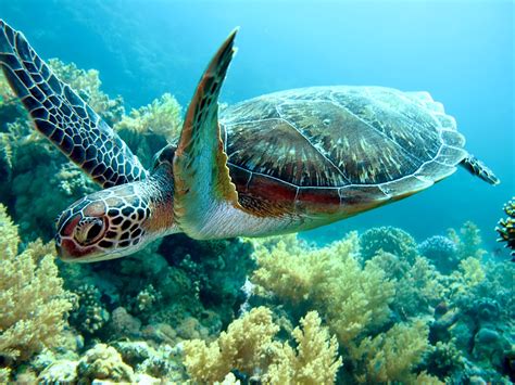 Conheça as 5 espécies de tartarugas marinhas do Brasil - Pensamento Verde