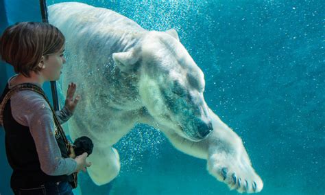 Nikita, the polar bear, arrives at Hogle Zoo after flight from North ...