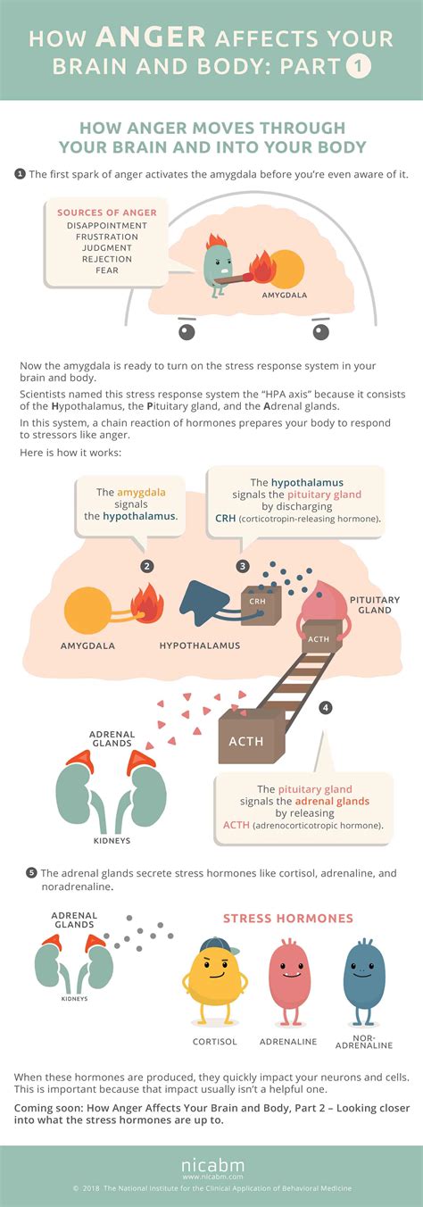 How Anger Affects Your Brain and Body [Infographic - Part 1] - NICABM