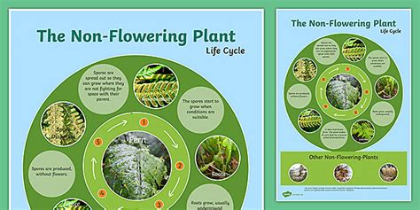 Non-Flowering Plants and the Role of Spores in Plants