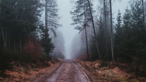 Wallpaper Fog, Road, Gloomy, Forest HD: Widescreen: High Definition: Fullscreen