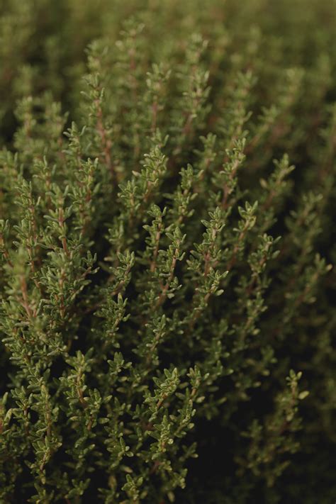 Thyme leaves · Free Stock Photo