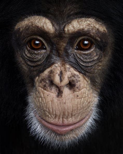 chimpanzé /Brad Wilson | Animaux, Photo de singe, Animaux beaux