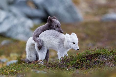 Arctic Fox, Cubs, Norway, Goats, Animals, Animales, Bear Cubs, Animaux, Animal