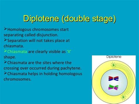 Meiosis