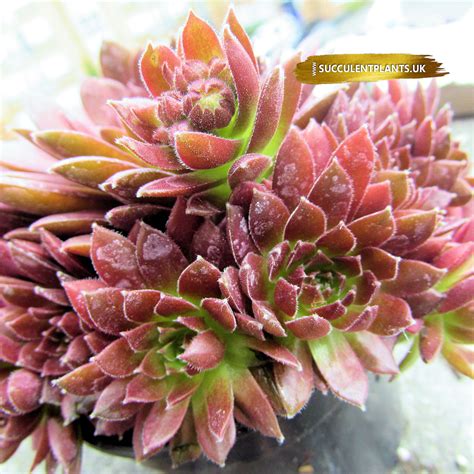 WINTER HARDY SUCCULENTS – Succulent Plants UK