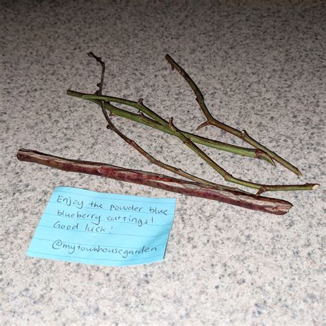 My Attempt at Propagating Blueberries from Cuttings - Bunny's Garden