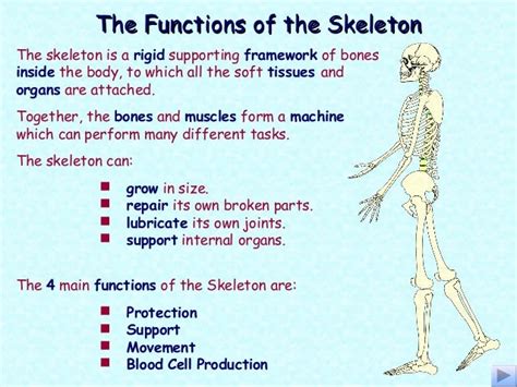 Parts Of Skeletal System And Its Function