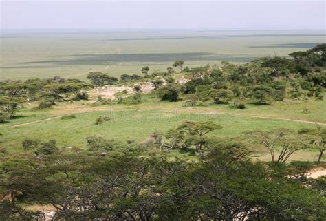 Ecosystem, Tree, Savanna, Grassland Picture. Image: 111111280