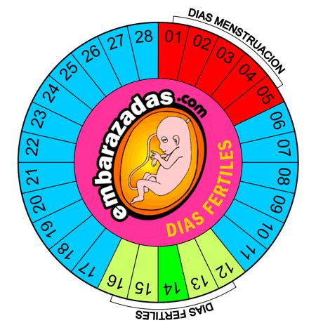 DONANTE DE ESPERMA/SEMEN EN ESPAÑA: DÍAS FÉRTILES PARA QUEDAR EMBARAZADA