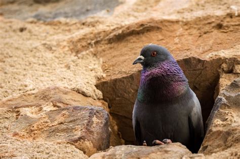 Premium Photo | Portrait of a pigeon nesting in a hole in an old stone wall