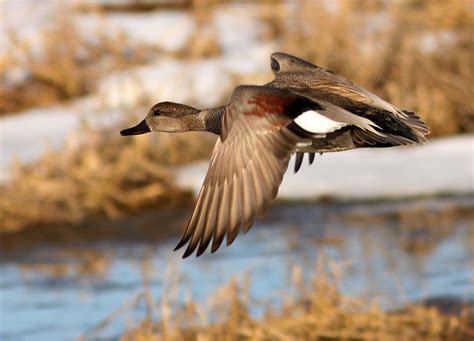 Gadwall Drake in Flight | John Redkoles | Flickr