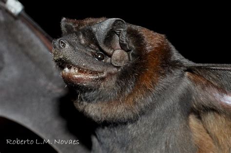 Molossus (bat) - Alchetron, The Free Social Encyclopedia