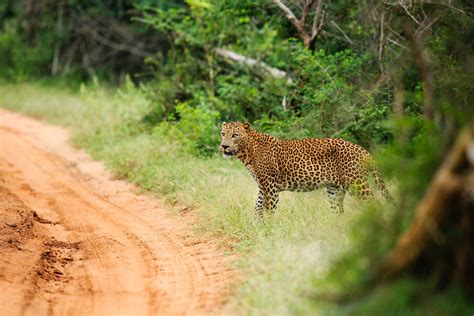 Laid Back Luxury And Leopards | Leopard Safari Sri Lanka | Red Savannah