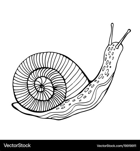 Snail coloring page for children and adults Vector Image