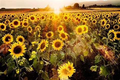 Original Photo Sunflower Field at Sunset Provence France | Etsy