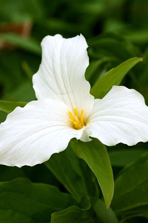 Large White Trillium by Amanda Kiplinger