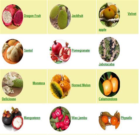 Juwita Blog: Fruits | List of Exotic fruits